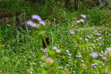 Endonezya 'daki Wonosobo şehir parkındaki solmuş ağaçların ve yeşil çayırların manzarası.