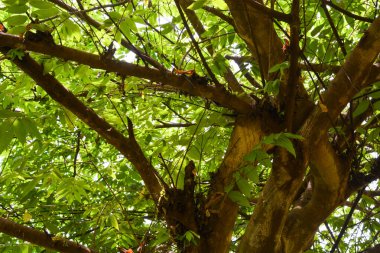 Endonezya 'daki Wonosobo şehir parkındaki solmuş ağaçların ve yeşil çayırların manzarası.