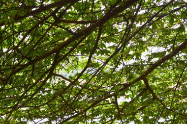 Endonezya 'daki Wonosobo şehir parkındaki solmuş ağaçların ve yeşil çayırların manzarası.