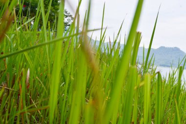 Endonezya 'nın çeltik tarlasında bulunan grup pirinç bitkisine (Oryza sativa) yakından bakın. Kimse yok.