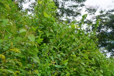 Endonezya 'daki Wonosobo şehir parkındaki solmuş ağaçların ve yeşil çayırların manzarası.