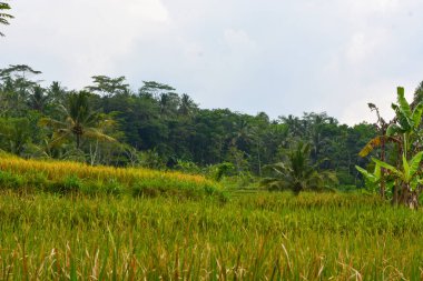 Endonezya 'nın çeltik tarlasında bulunan grup pirinç bitkisine (Oryza sativa) yakından bakın. Kimse yok.