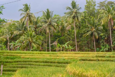 Endonezya 'nın çeltik tarlasında bulunan grup pirinç bitkisine (Oryza sativa) yakından bakın. Kimse yok.