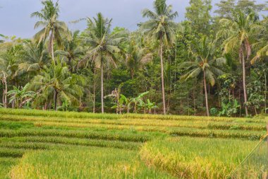 Endonezya 'nın çeltik tarlasında bulunan grup pirinç bitkisine (Oryza sativa) yakından bakın. Kimse yok.