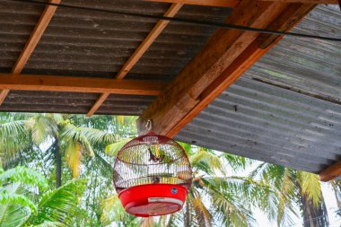 Kapısı açık kırmızı kuş kafesi. Kırsal bir ortamda. düşük açı