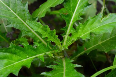 Bitkilere yakın çekim, makro fotoğrafçılık