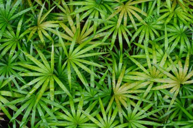 Bitkilere yakın çekim, makro fotoğrafçılık