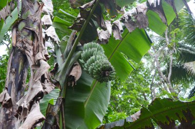 Endonezya 'daki Wonosobo şehir parkındaki solmuş ağaçların ve yeşil çayırların manzarası.