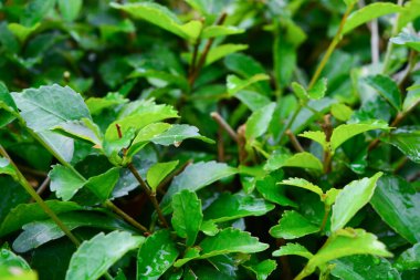 Bitkilere yakın çekim, makro fotoğrafçılık