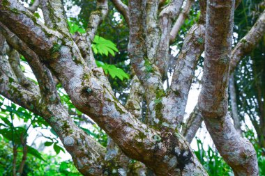 Bitkilere yakın çekim, makro fotoğrafçılık