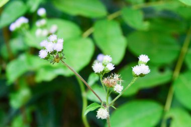 Bitkileri, çiçekleri, yaprakları kapatın. Düz fotoğraf.