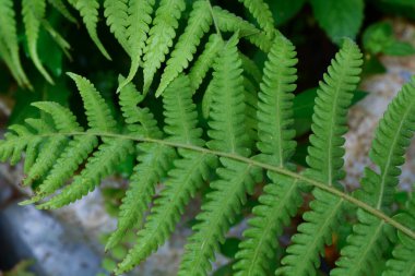 Bitkileri, çiçekleri, yaprakları kapatın. Düz fotoğraf.