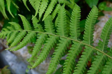 Bitkileri, çiçekleri, yaprakları kapatın. Düz fotoğraf.