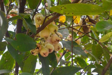 Gül elması (Syzygium aqueum). Ağaç gövdesindeki.