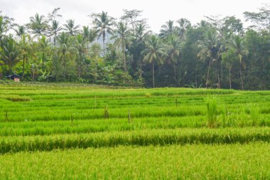 Endonezya 'nın çeltik tarlasında bulunan grup pirinç bitkisine (Oryza sativa) yakından bakın. Kimse yok.
