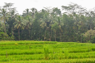 Endonezya 'nın çeltik tarlasında bulunan grup pirinç bitkisine (Oryza sativa) yakından bakın. Kimse yok.