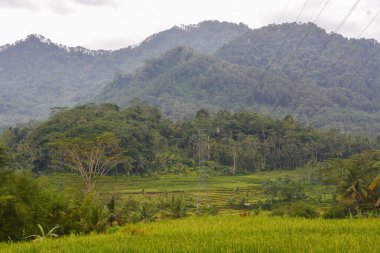 Endonezya 'nın çeltik tarlasında bulunan grup pirinç bitkisine (Oryza sativa) yakından bakın. Kimse yok.