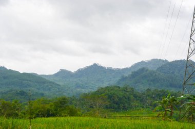 Endonezya 'nın çeltik tarlasında bulunan grup pirinç bitkisine (Oryza sativa) yakından bakın. Kimse yok.