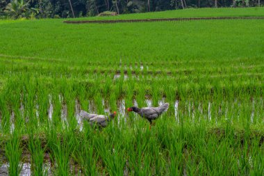 Tavuklar avluda ve pirinç tarlaları kırsalda çok taze.