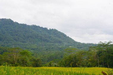 Endonezya 'nın çeltik tarlasında bulunan grup pirinç bitkisine (Oryza sativa) yakından bakın. Kimse yok.