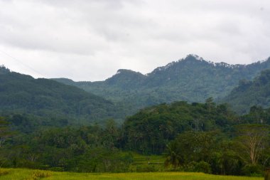 Endonezya 'nın çeltik tarlasında bulunan grup pirinç bitkisine (Oryza sativa) yakından bakın. Kimse yok.