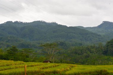 Endonezya 'nın çeltik tarlasında bulunan grup pirinç bitkisine (Oryza sativa) yakından bakın. Kimse yok.