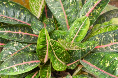 Bitkileri, çiçekleri, yaprakları kapatın. Düz fotoğraf.