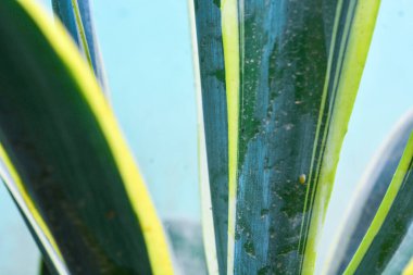 Bitkileri, çiçekleri, yaprakları kapatın. Düz fotoğraf.