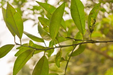 Bitkilere yakın çekim, makro fotoğrafçılık