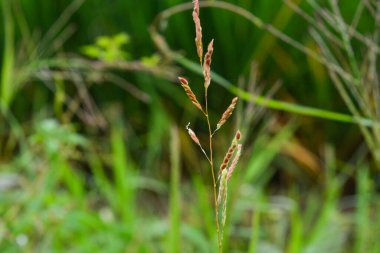 Bitkileri, çiçekleri, yaprakları kapatın. Düz fotoğraf.