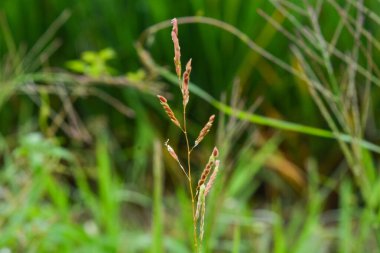 Bitkileri, çiçekleri, yaprakları kapatın. Düz fotoğraf.