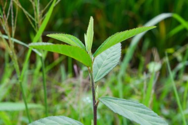 Bitkileri, çiçekleri, yaprakları kapatın. Düz fotoğraf.