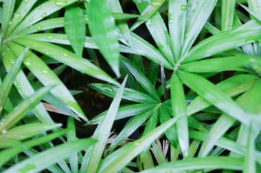 Bitkileri, çiçekleri, yaprakları kapatın. Düz fotoğraf.