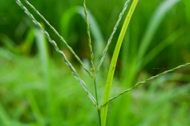 Bitkilere yakın çekim, makro fotoğrafçılık