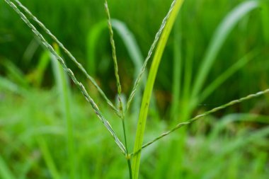 Bitkilere yakın çekim, makro fotoğrafçılık