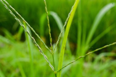 Bitkilere yakın çekim, makro fotoğrafçılık