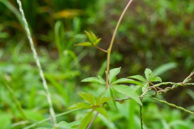 Bitkileri, çiçekleri, yaprakları kapatın. Düz fotoğraf.