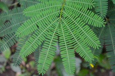 Bitkileri, çiçekleri, yaprakları kapatın. Düz fotoğraf.