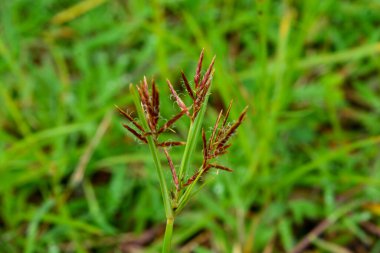 Bitkileri, çiçekleri, yaprakları kapatın. Düz fotoğraf.