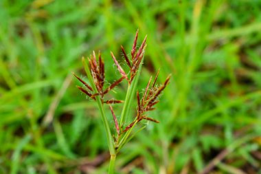 Bitkileri, çiçekleri, yaprakları kapatın. Düz fotoğraf.