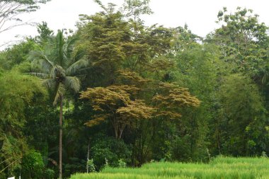 Endonezya 'nın çeltik tarlasında bulunan grup pirinç bitkisine (Oryza sativa) yakından bakın. Kimse yok.