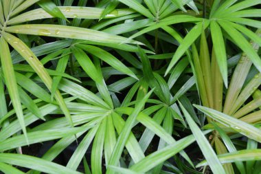 Bitkileri, çiçekleri, yaprakları kapatın. Düz fotoğraf.