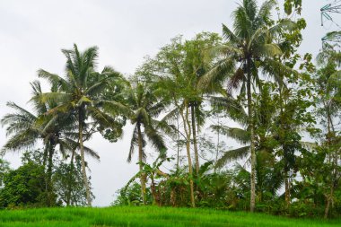Endonezya 'nın çeltik tarlasında bulunan grup pirinç bitkisine (Oryza sativa) yakından bakın. Kimse yok.