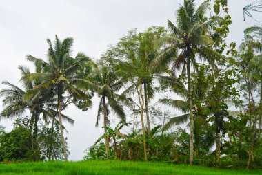 Endonezya 'nın çeltik tarlasında bulunan grup pirinç bitkisine (Oryza sativa) yakından bakın. Kimse yok.