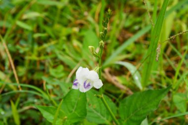 Bitkileri, çiçekleri, yaprakları kapatın. Düz fotoğraf.