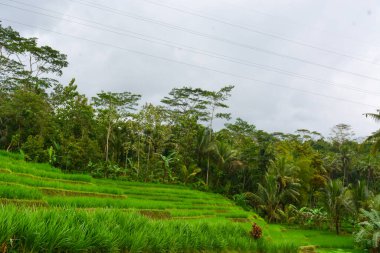 Endonezya 'nın çeltik tarlasında bulunan grup pirinç bitkisine (Oryza sativa) yakından bakın. Kimse yok.