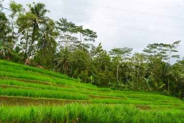 Endonezya 'nın çeltik tarlasında bulunan grup pirinç bitkisine (Oryza sativa) yakından bakın. Kimse yok.