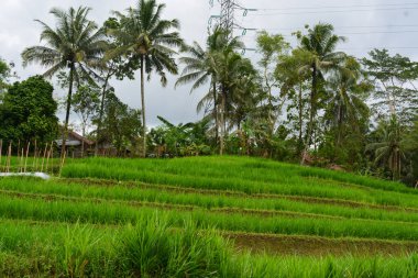 Endonezya 'nın çeltik tarlasında bulunan grup pirinç bitkisine (Oryza sativa) yakından bakın. Kimse yok.
