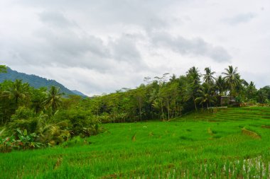 Endonezya 'nın çeltik tarlasında bulunan grup pirinç bitkisine (Oryza sativa) yakından bakın. Kimse yok.