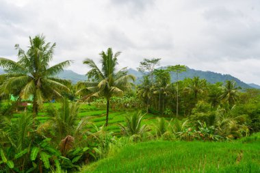 Endonezya 'nın çeltik tarlasında bulunan grup pirinç bitkisine (Oryza sativa) yakından bakın. Kimse yok.